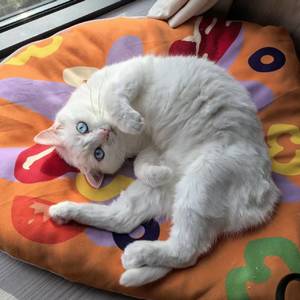 找房子或合租室友