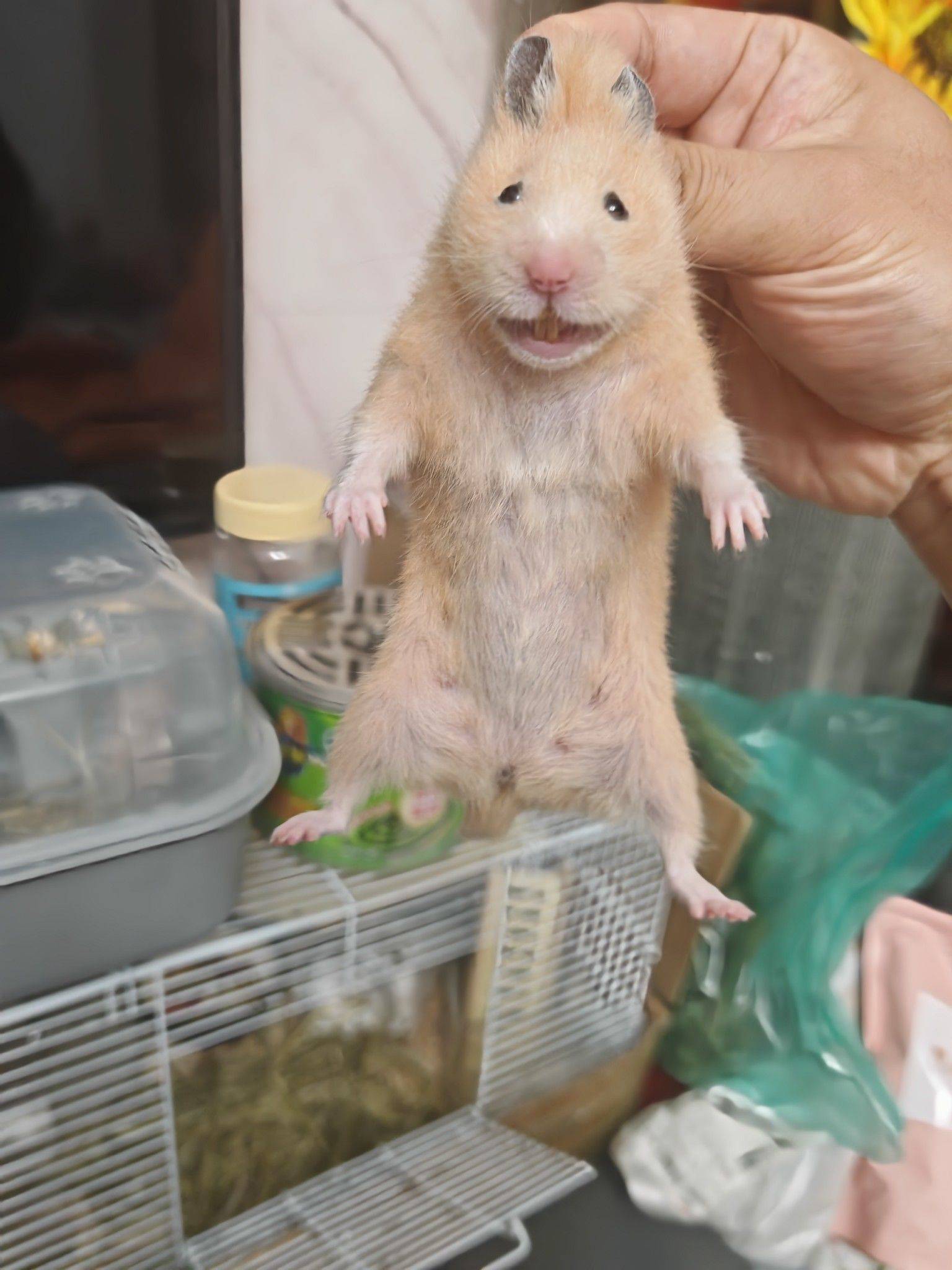 汤姆爱吃甜甜圈