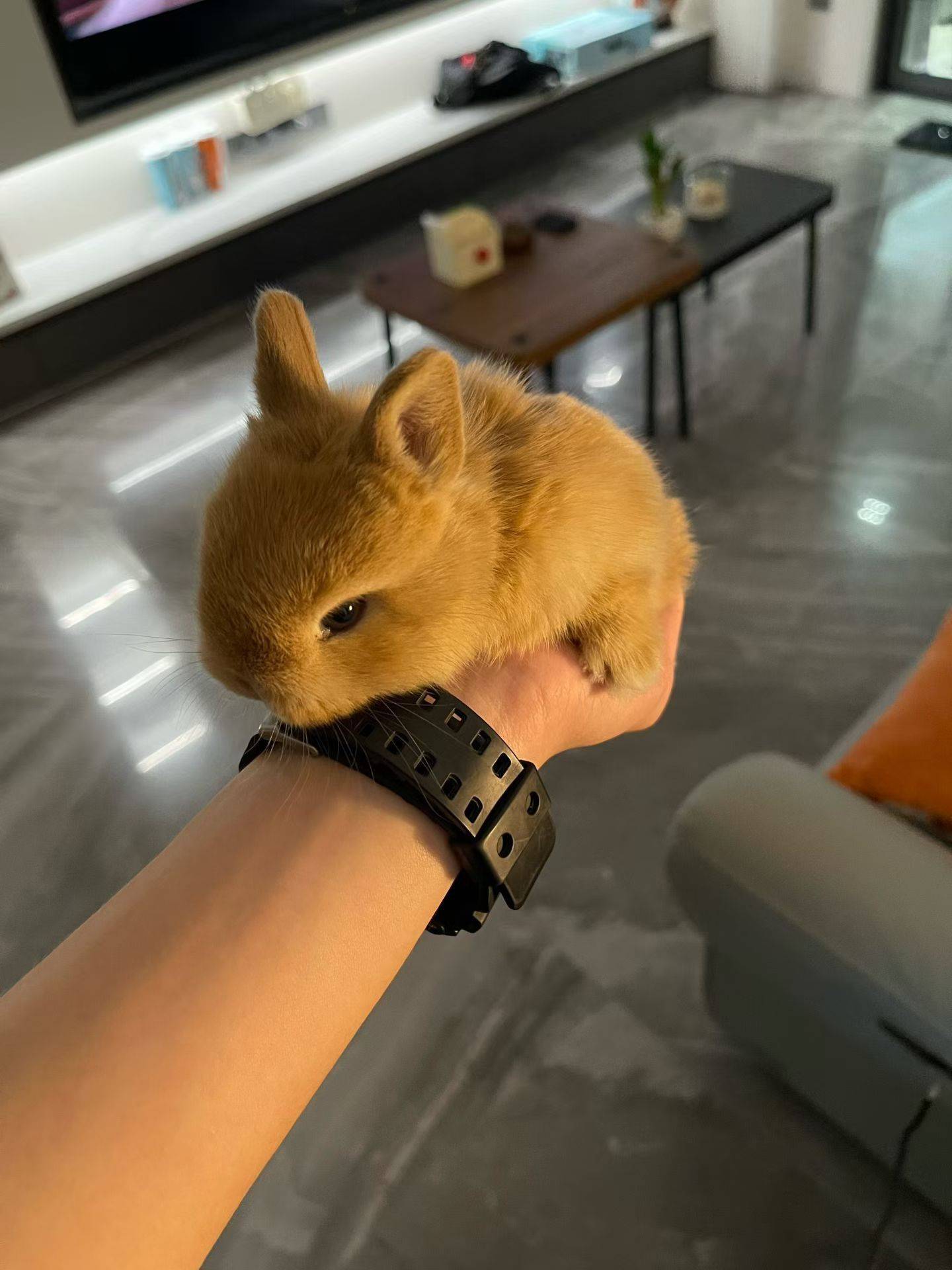 炉乡人