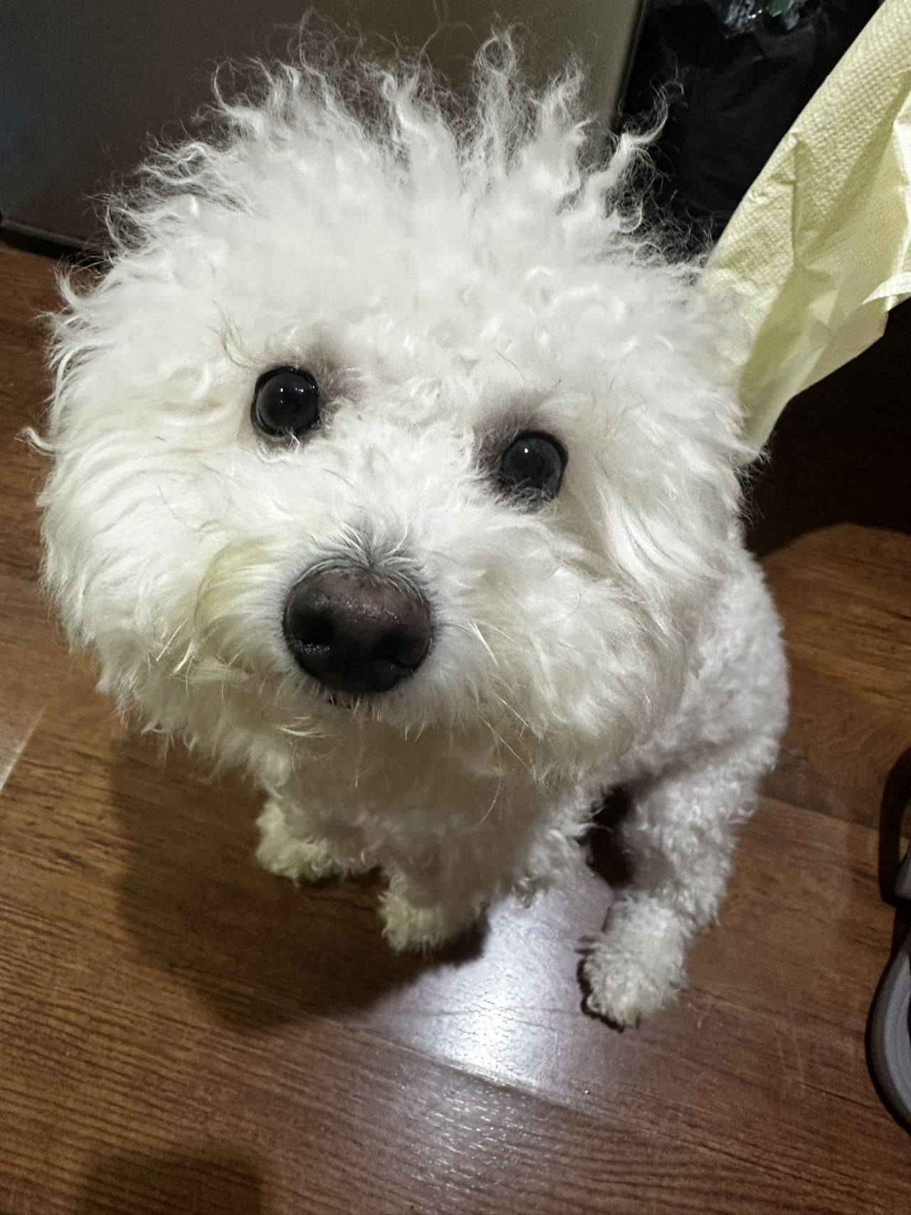 Bb