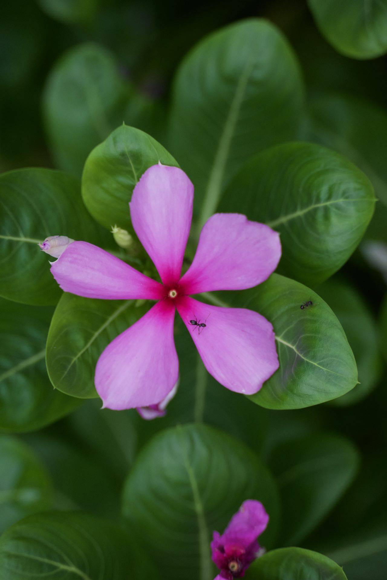 花