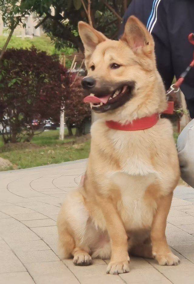 呆头鹅2