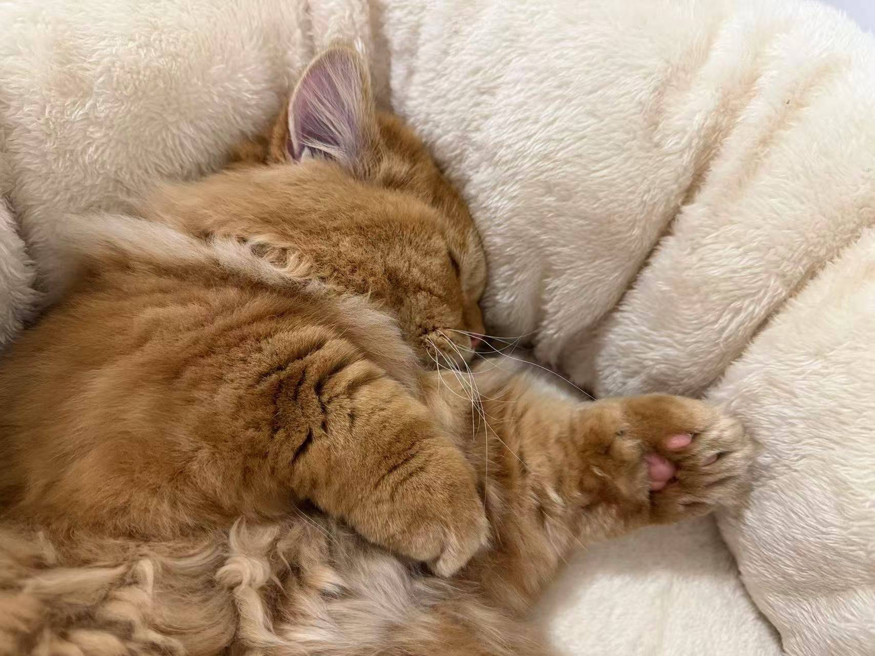 找房子的懒猫