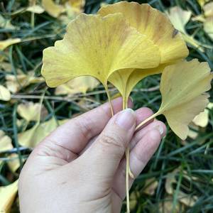 小懒猫
