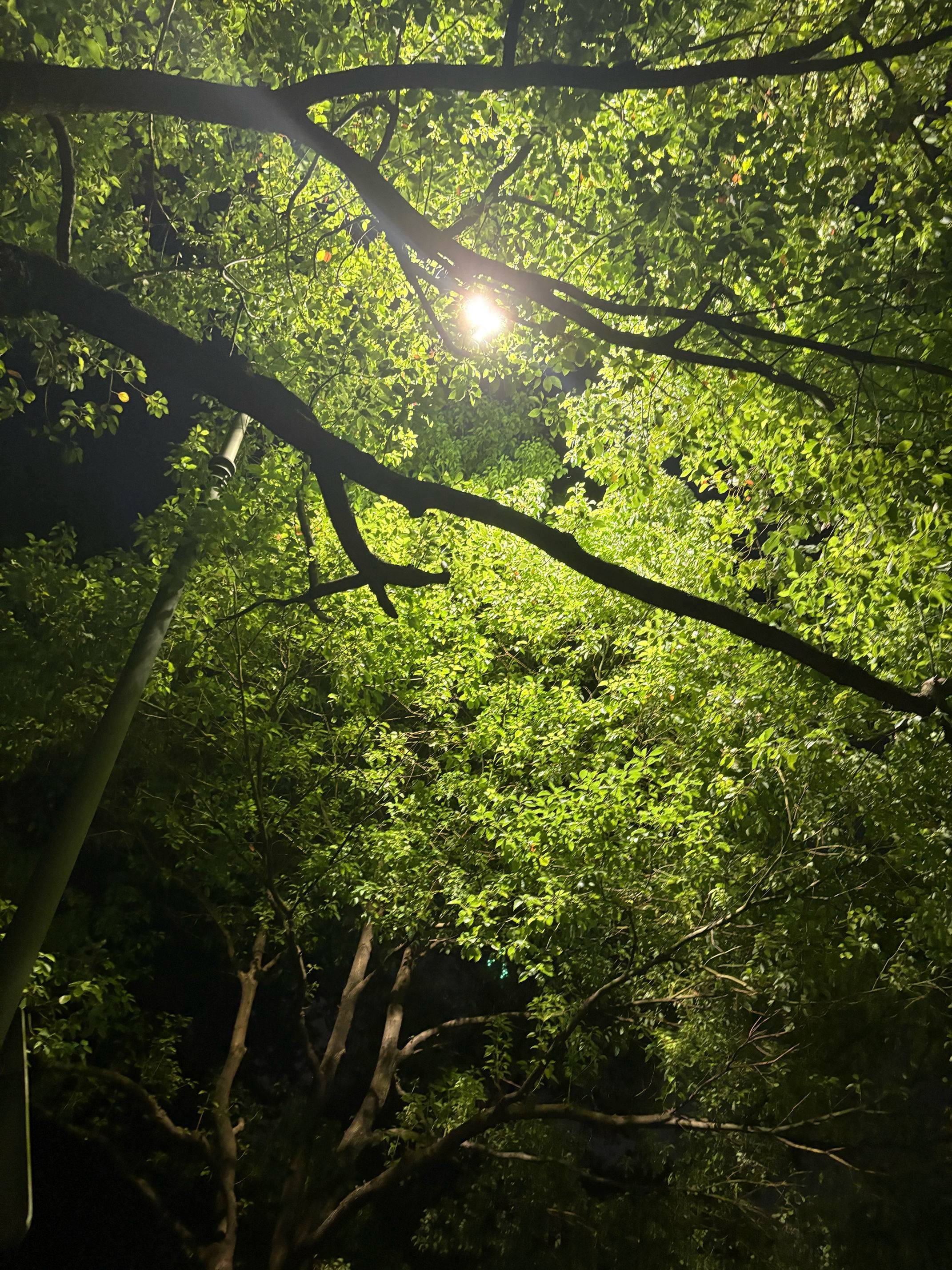薯条