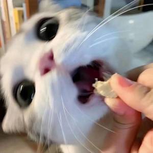 小椿(可短租30天)