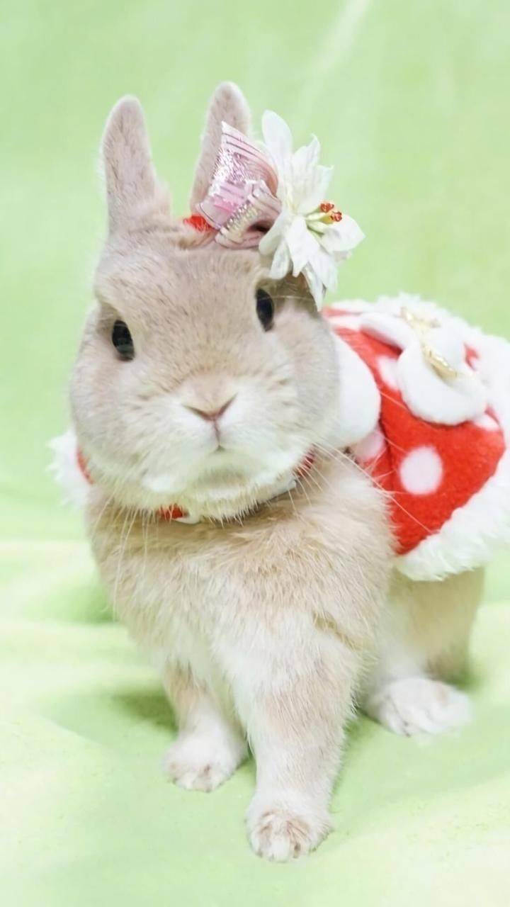 康佳