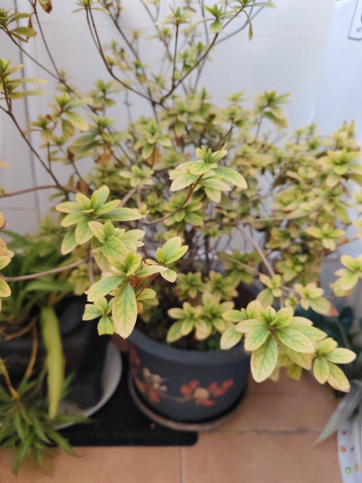 是KK呀