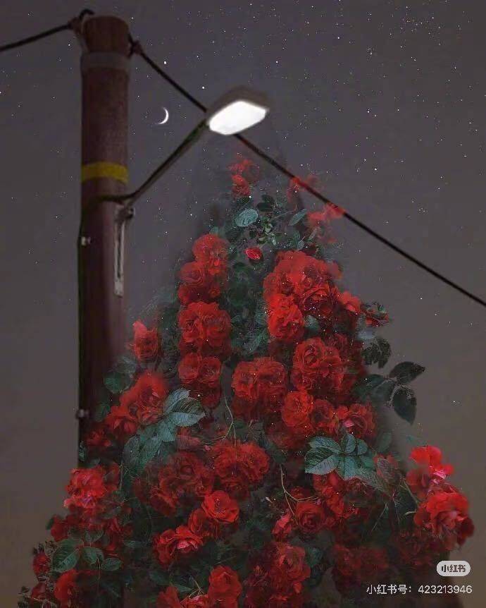 梓菱