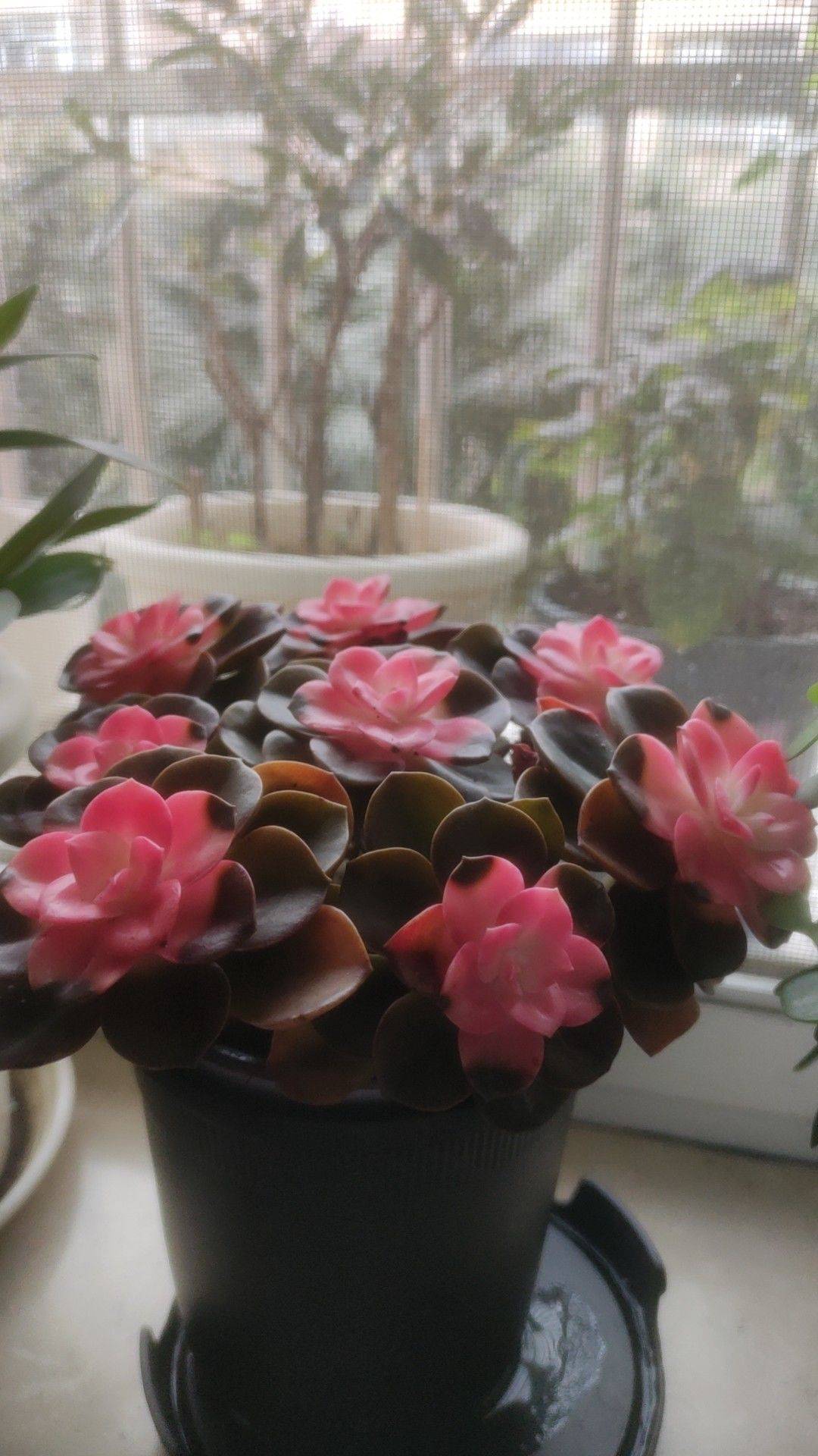 玲子