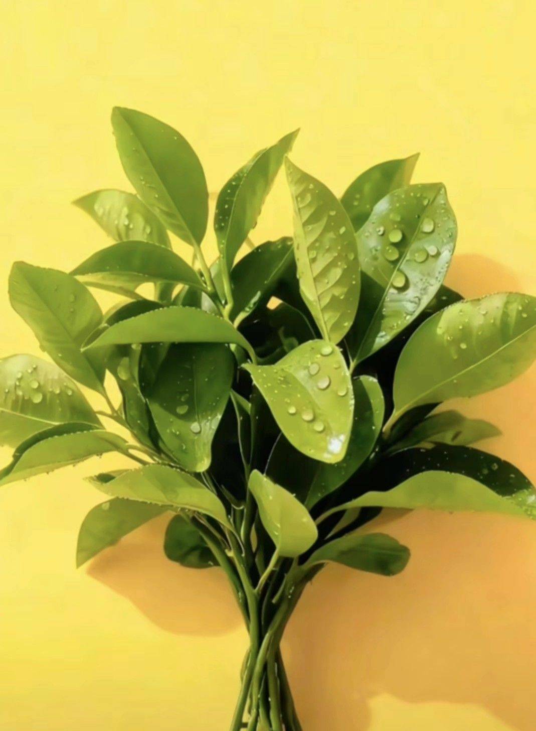 沙漠之花