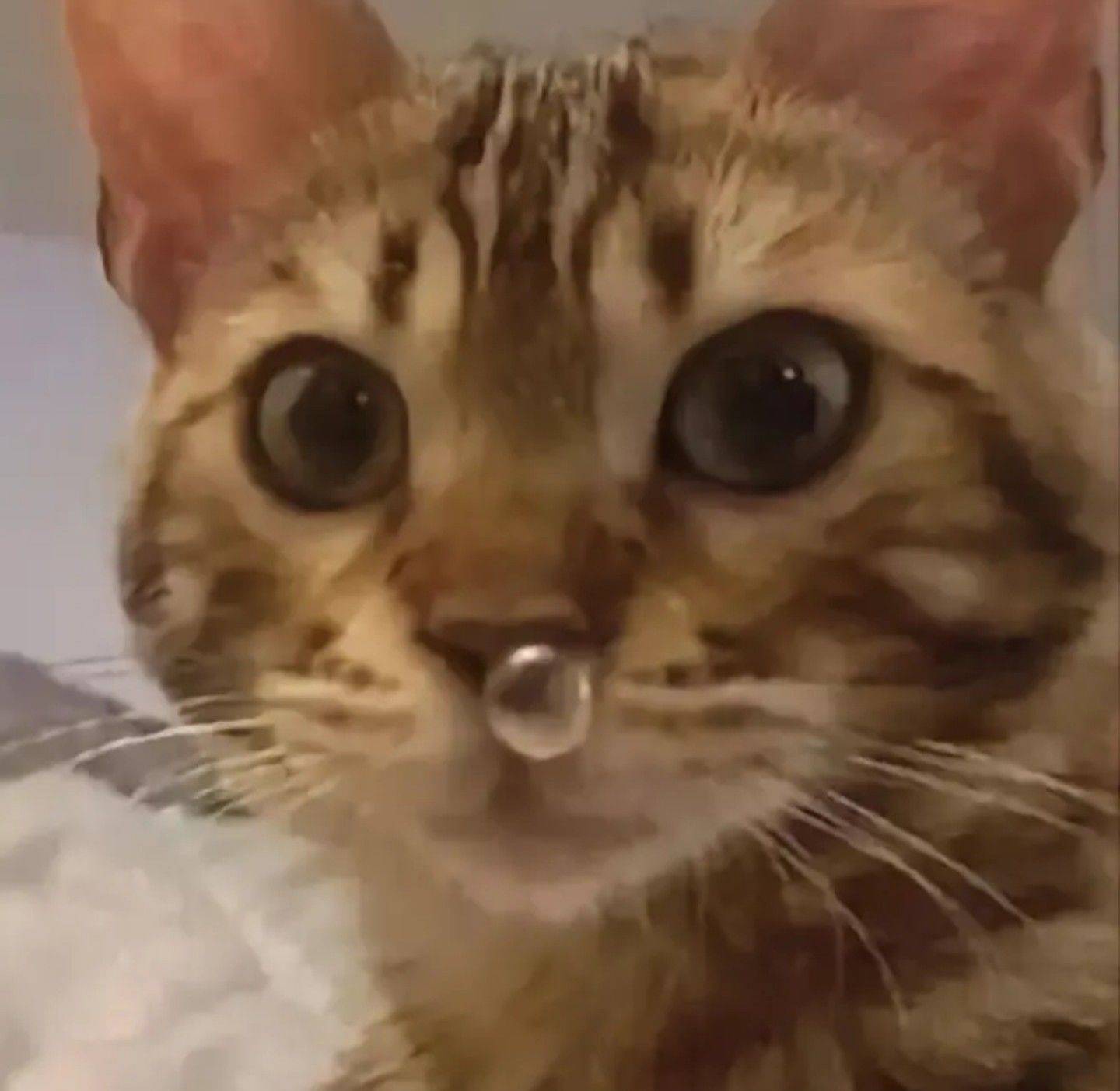 鸡翅