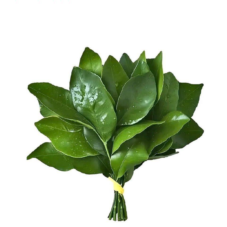 盖茨比DWJ🍃