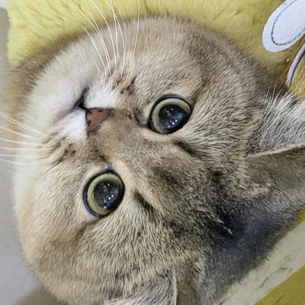咿呀哦