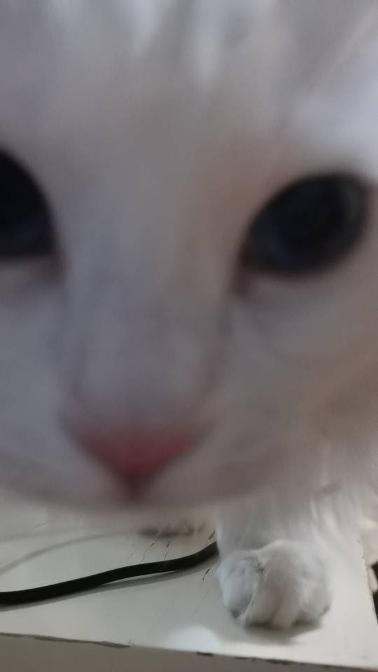 玉温夕