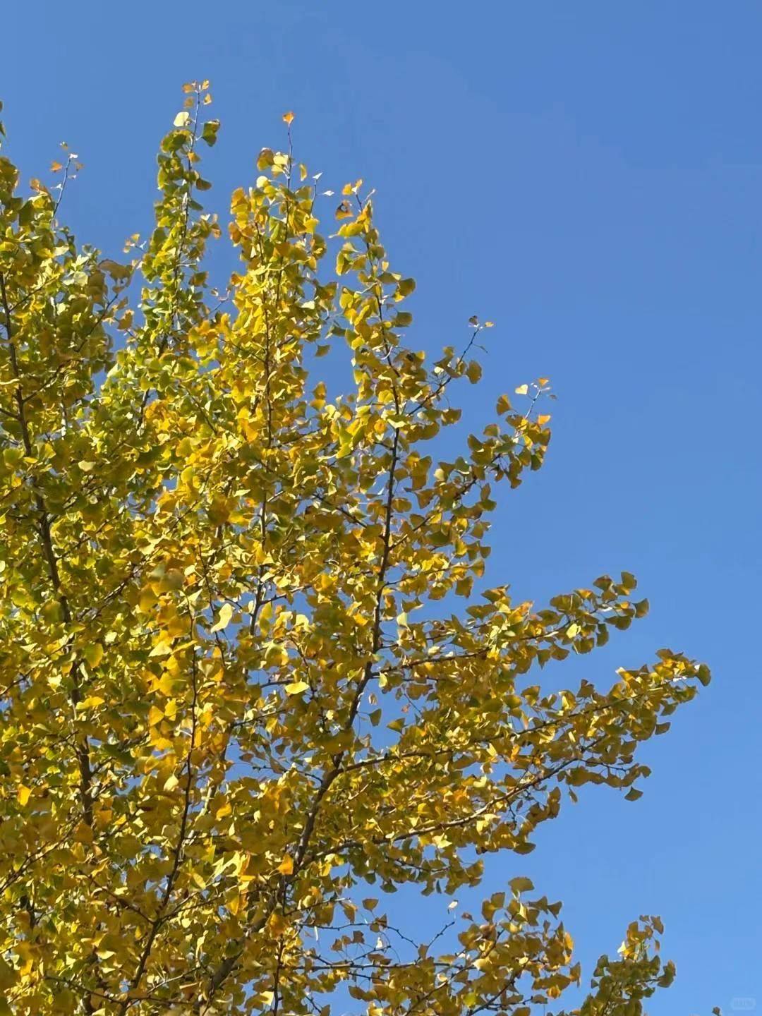 LL
