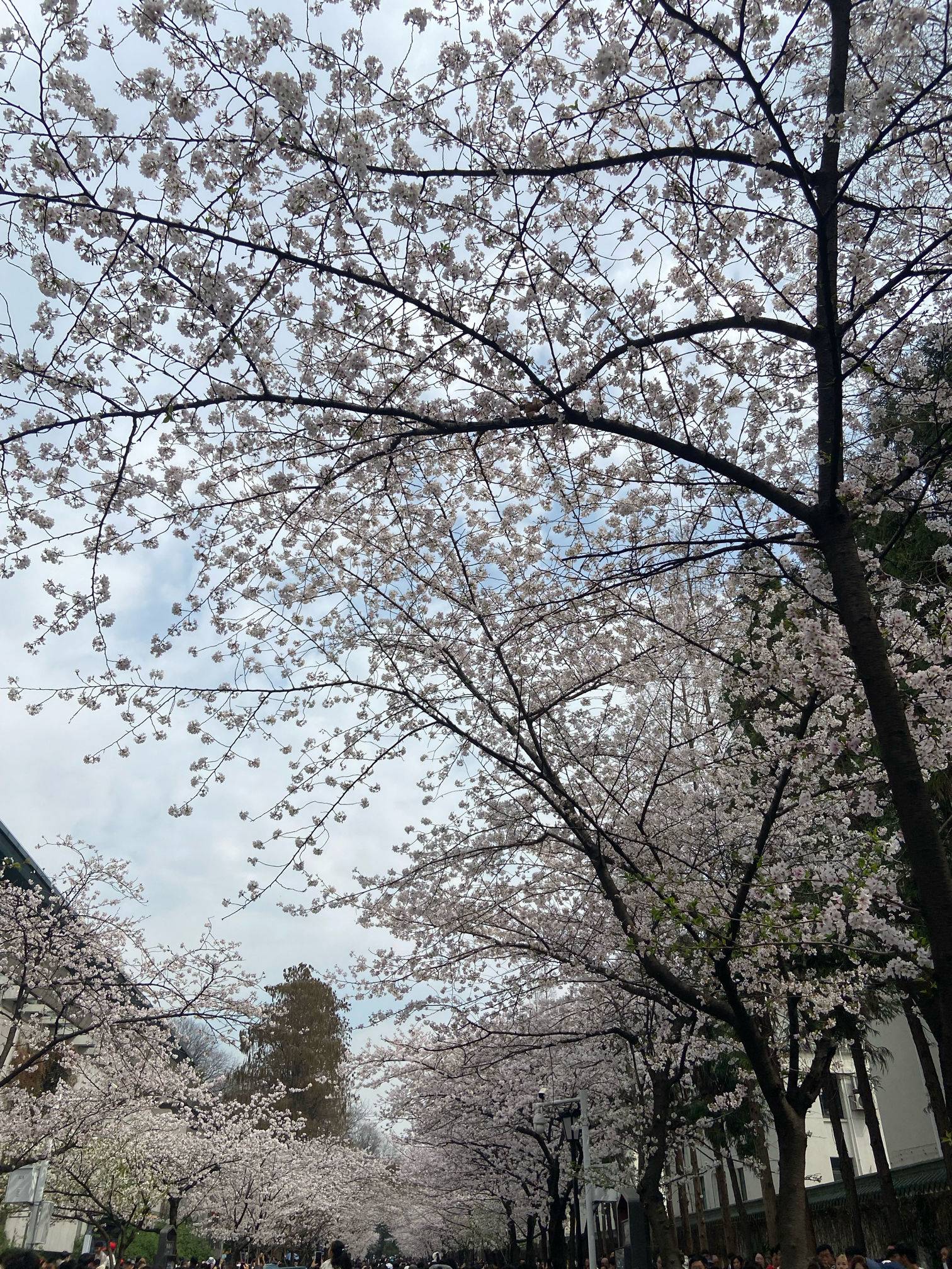 羊