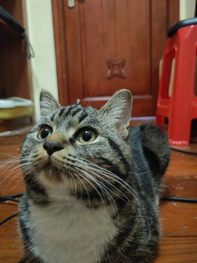 陳鈺楠