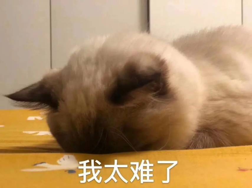 毛豆