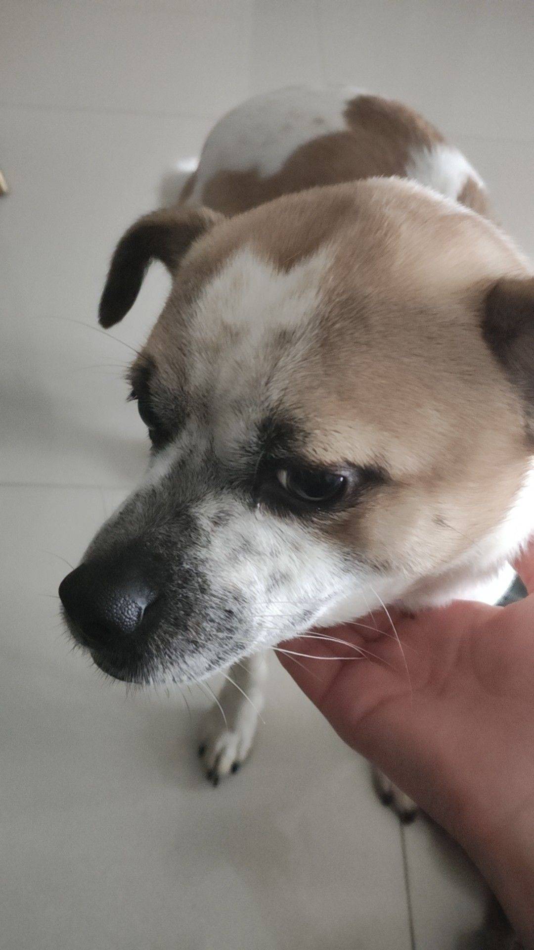 成炼