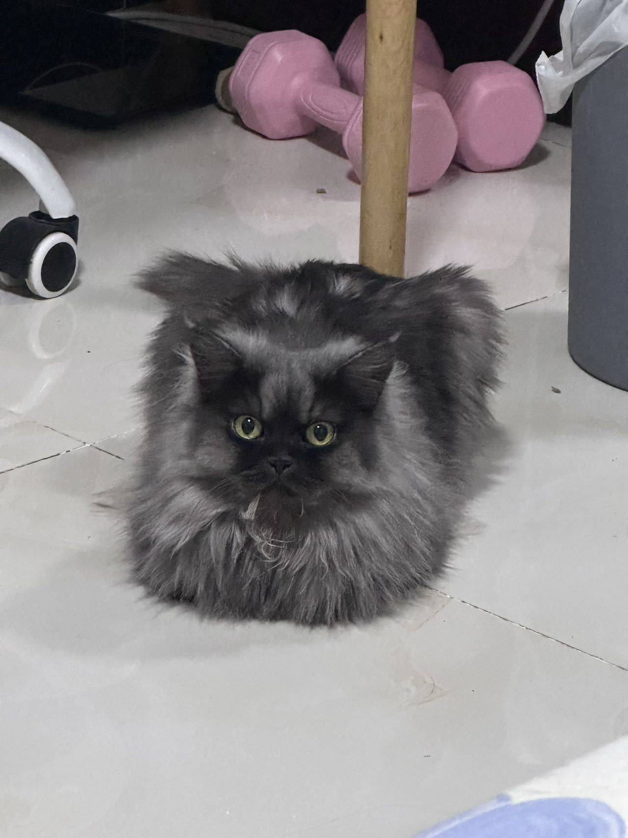小鱼干.