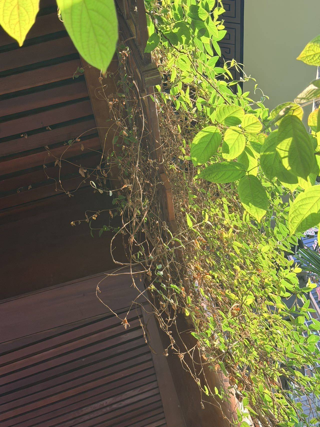 蔓亦