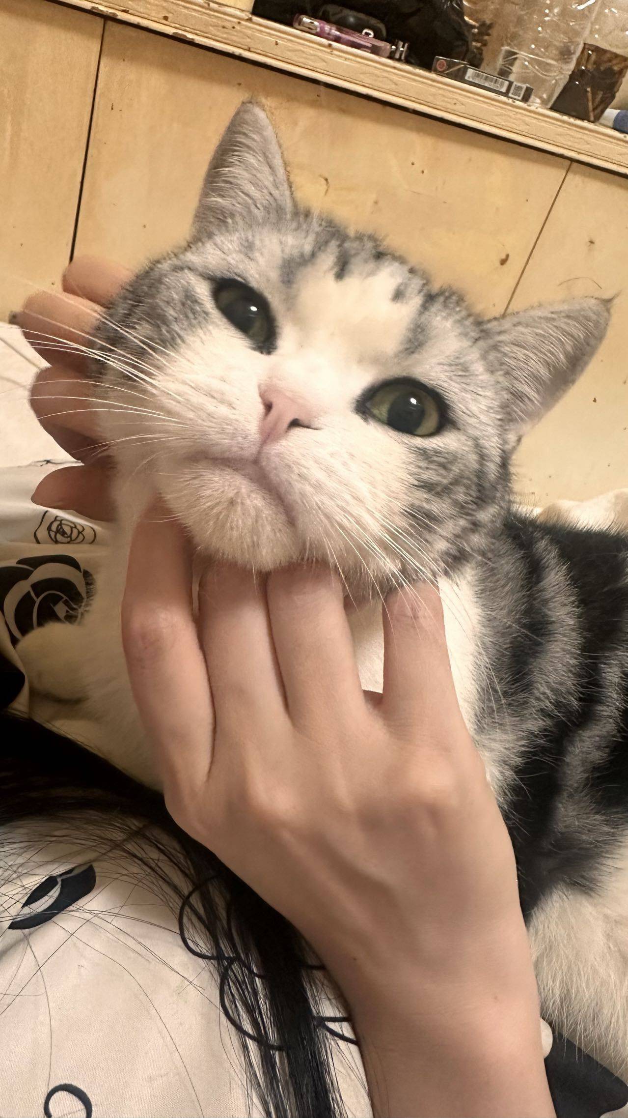 加菲猫