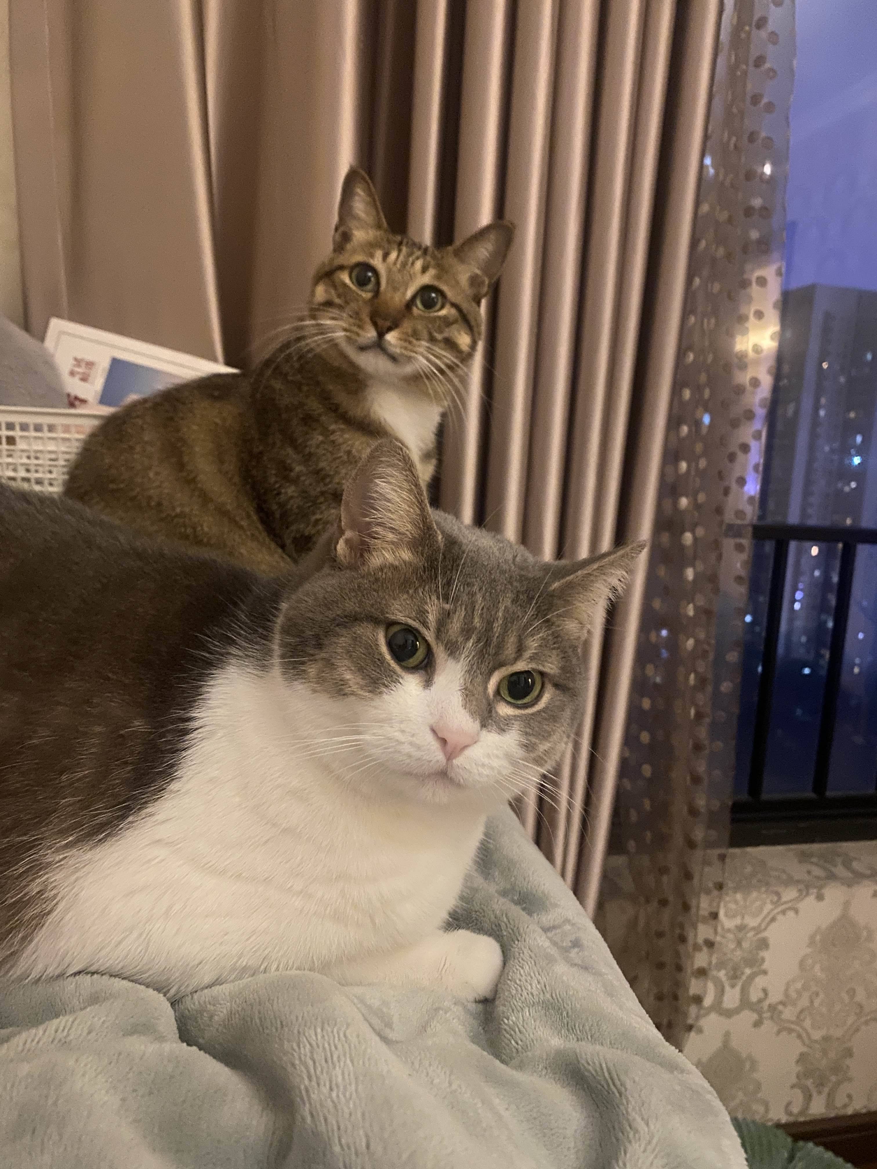 阳光下的小猫咪