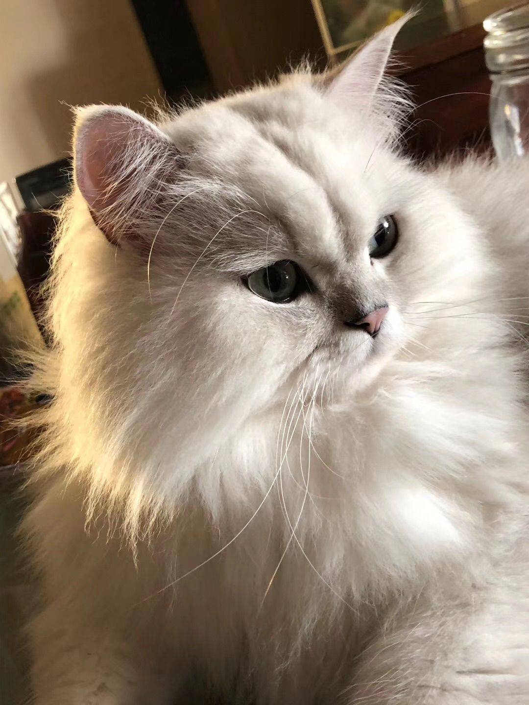 注册过的加肥猫