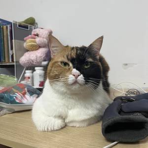 爱吃番茄