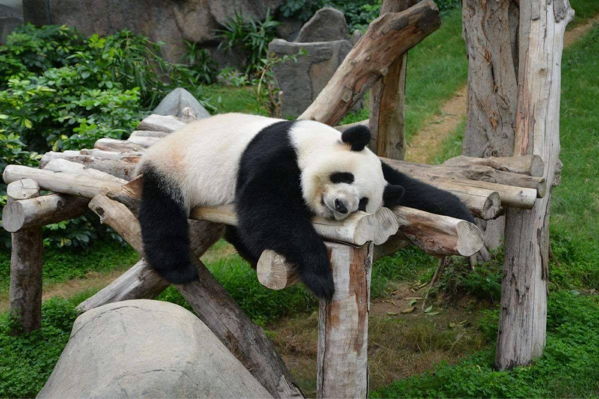 懒🐻‍❄️猫