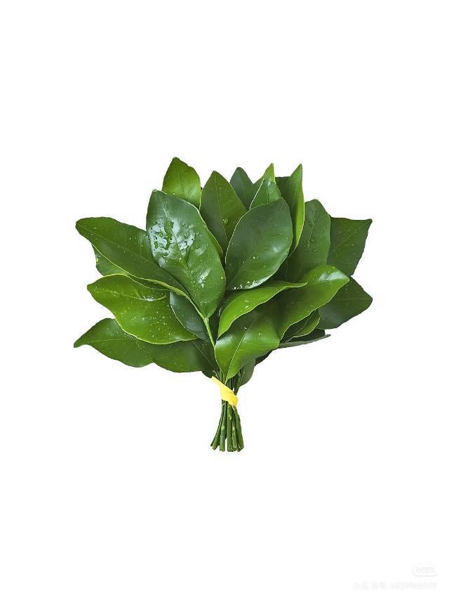 东海