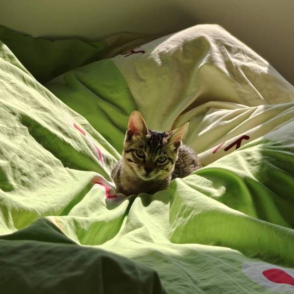 QQ