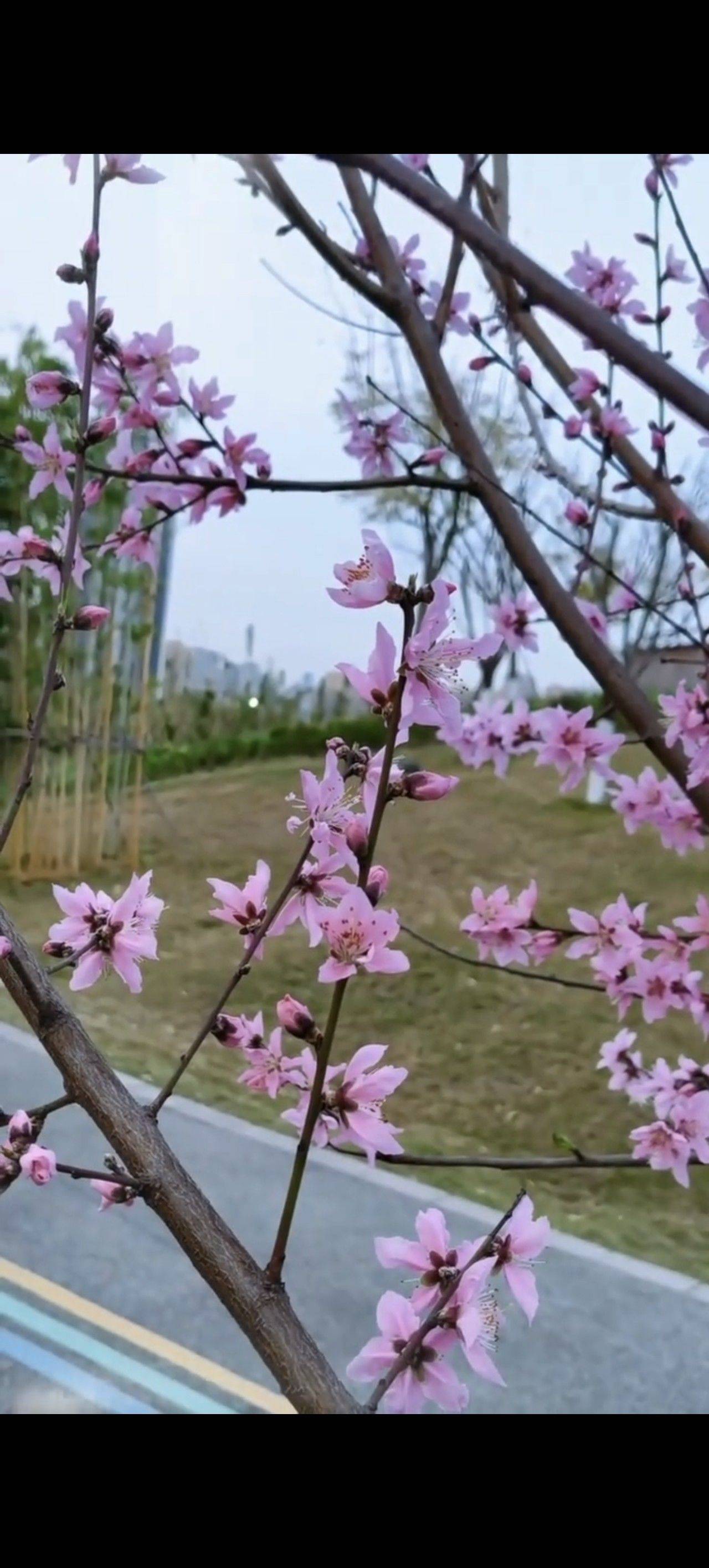 平平淡淡才是真