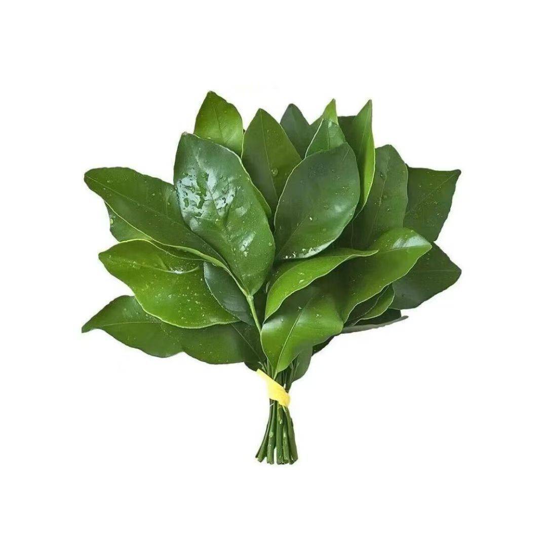 卓立