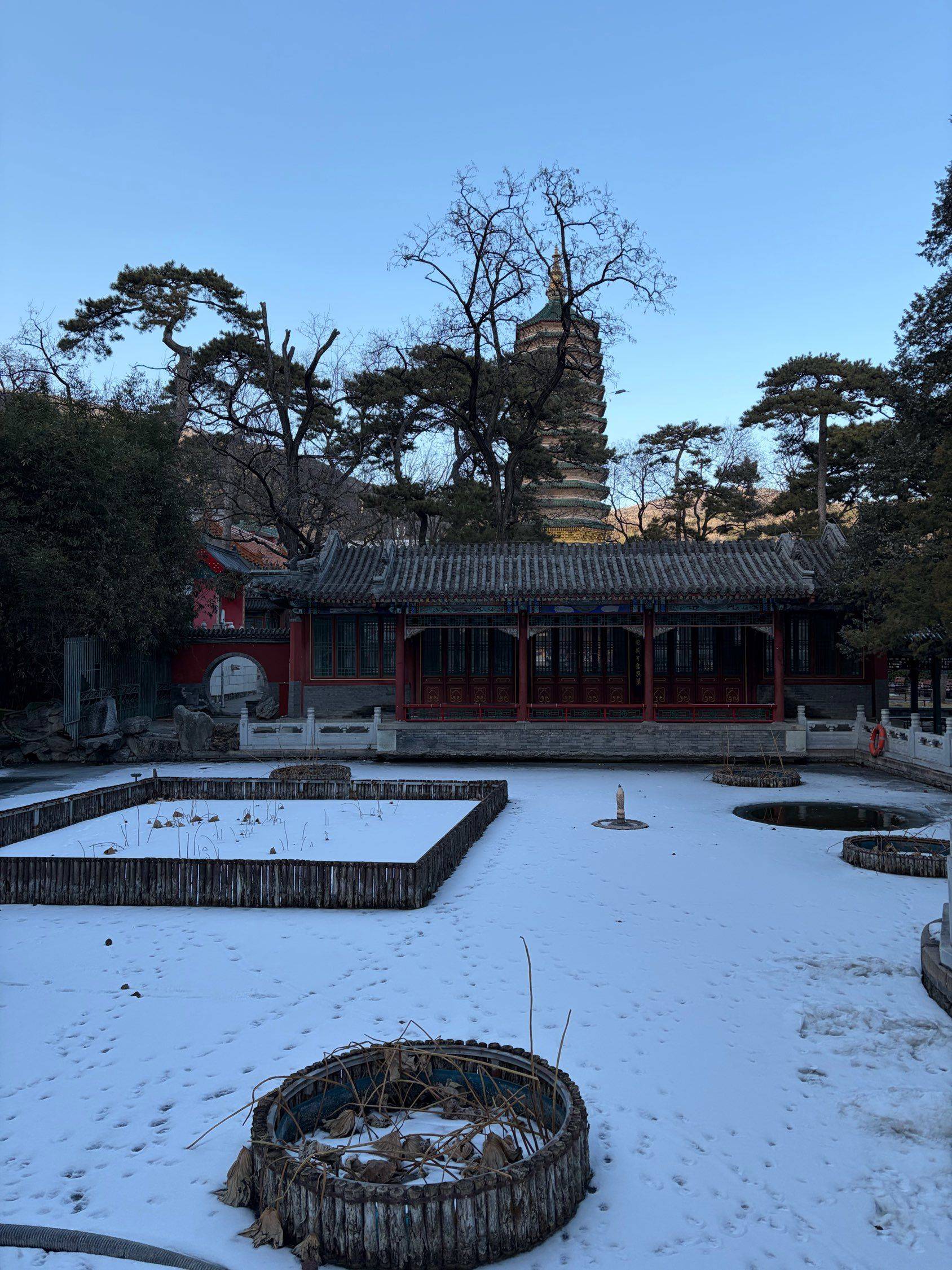 图书馆的佩奇