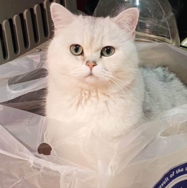 橘子
