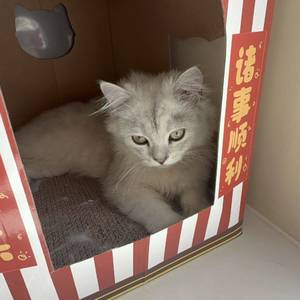 呦呦