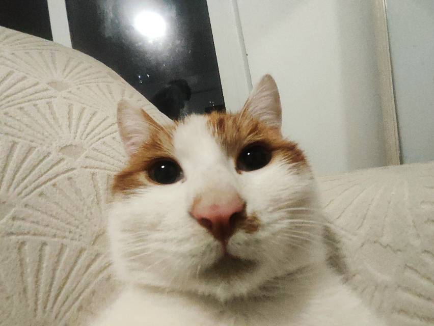小胖子