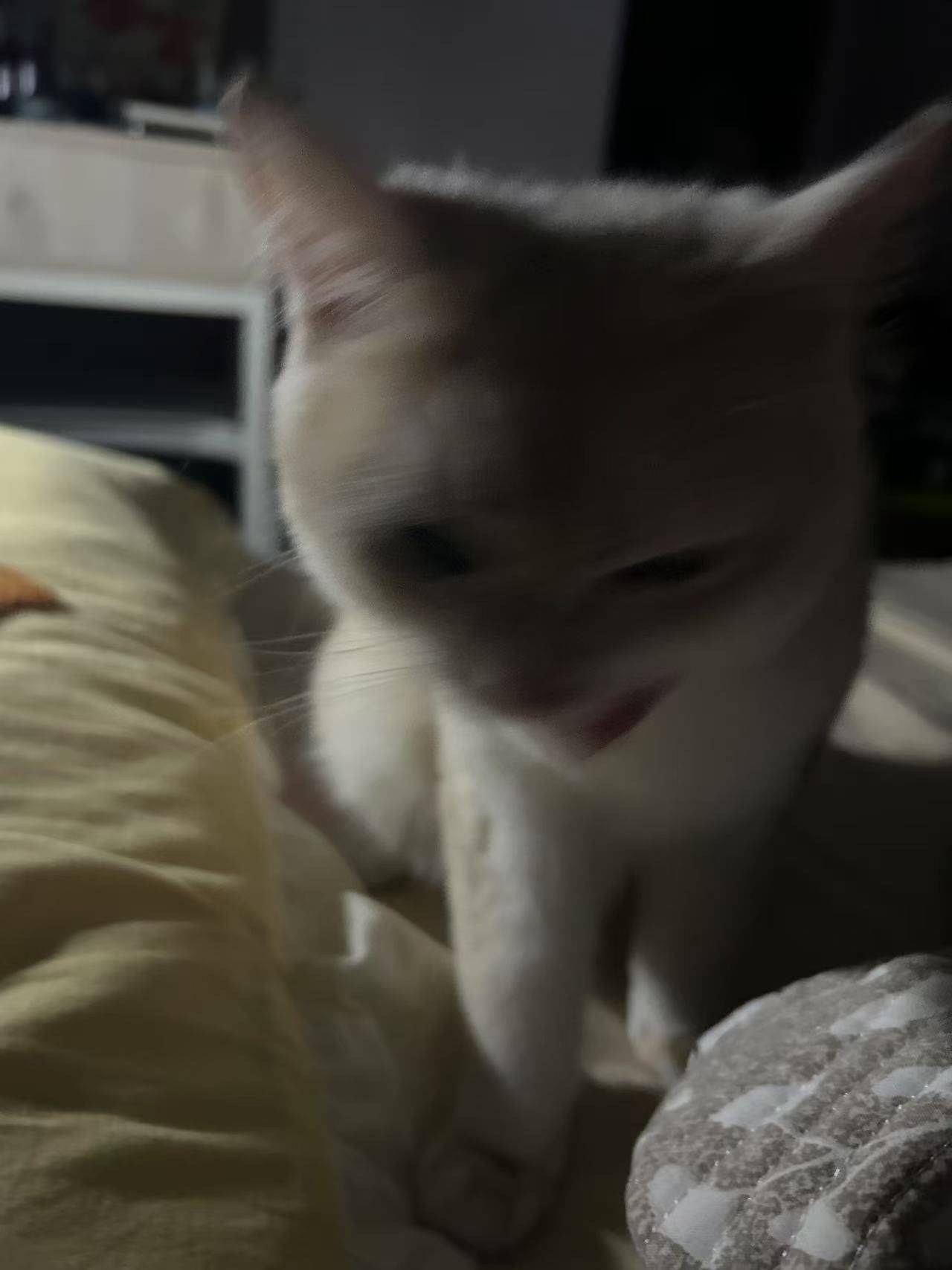 姜汁