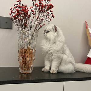 老猫出游