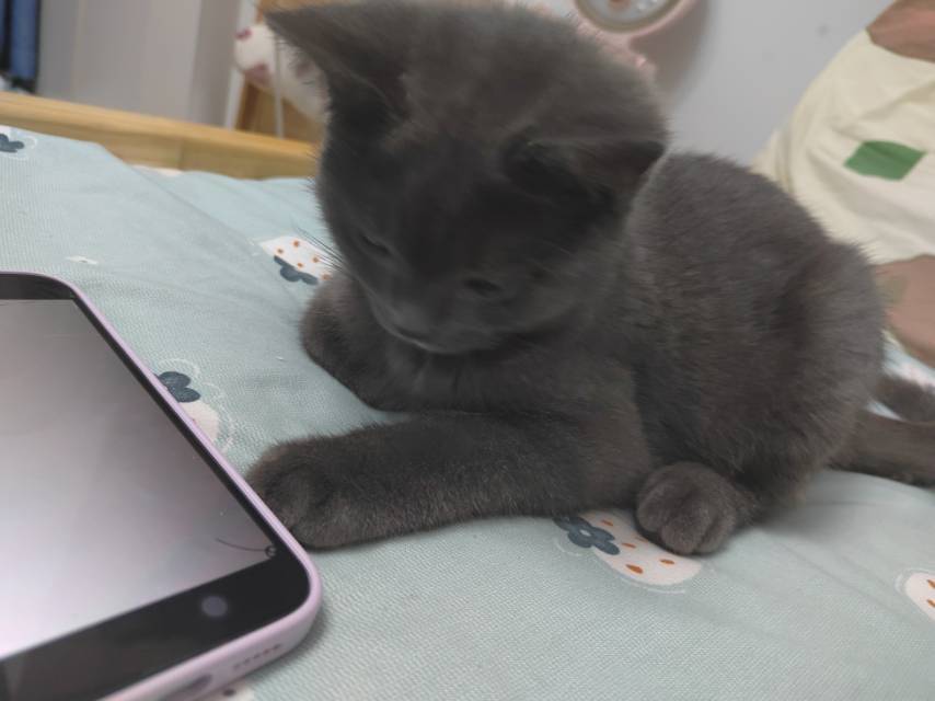 来咯来咯，爱吃猫条的球球来咯！