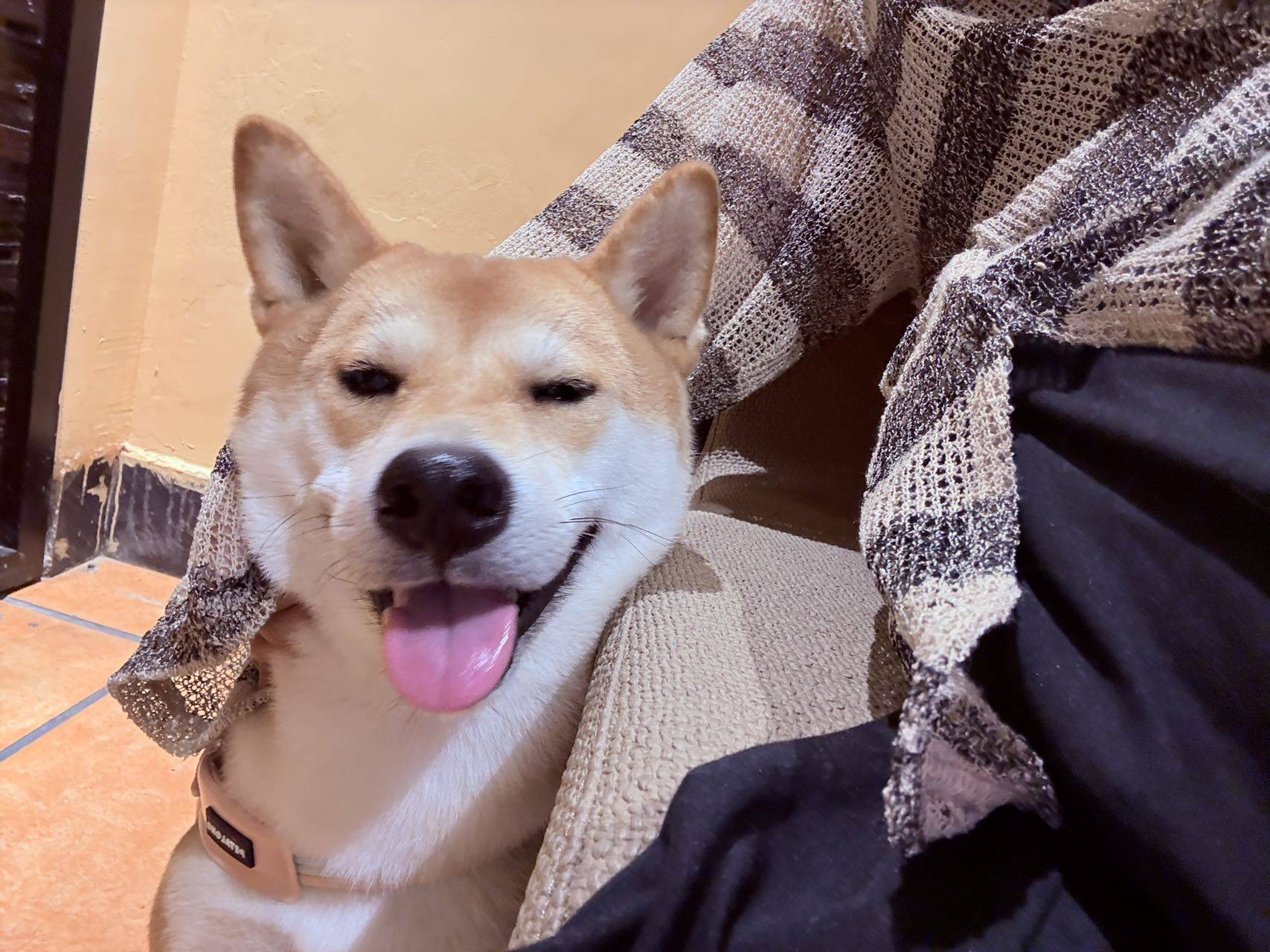 派派小花