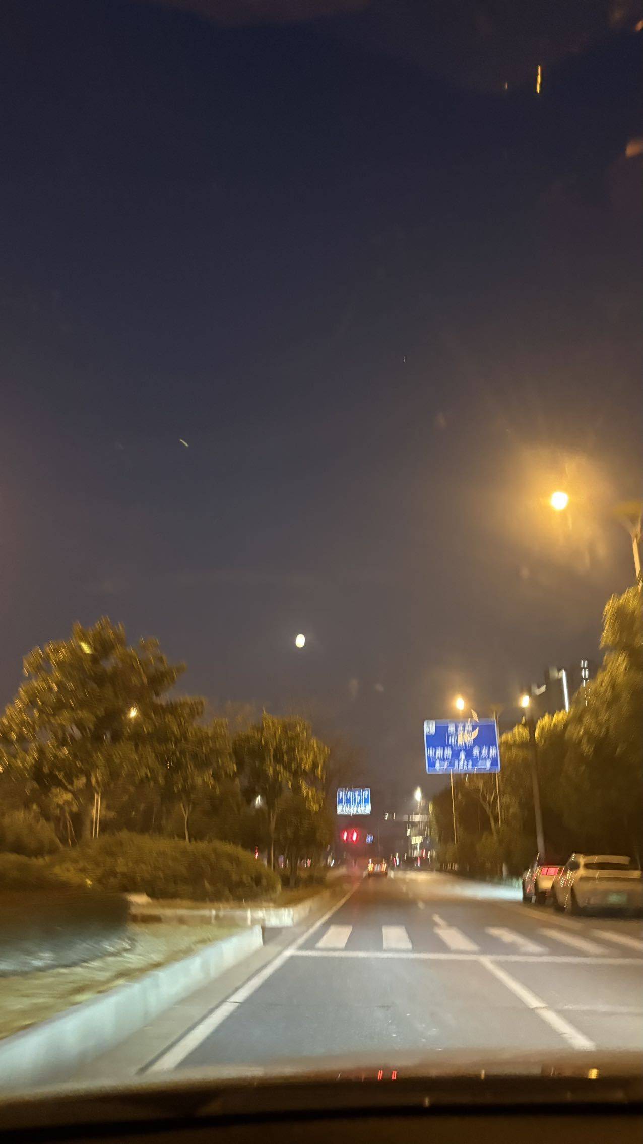 安静的一棵树