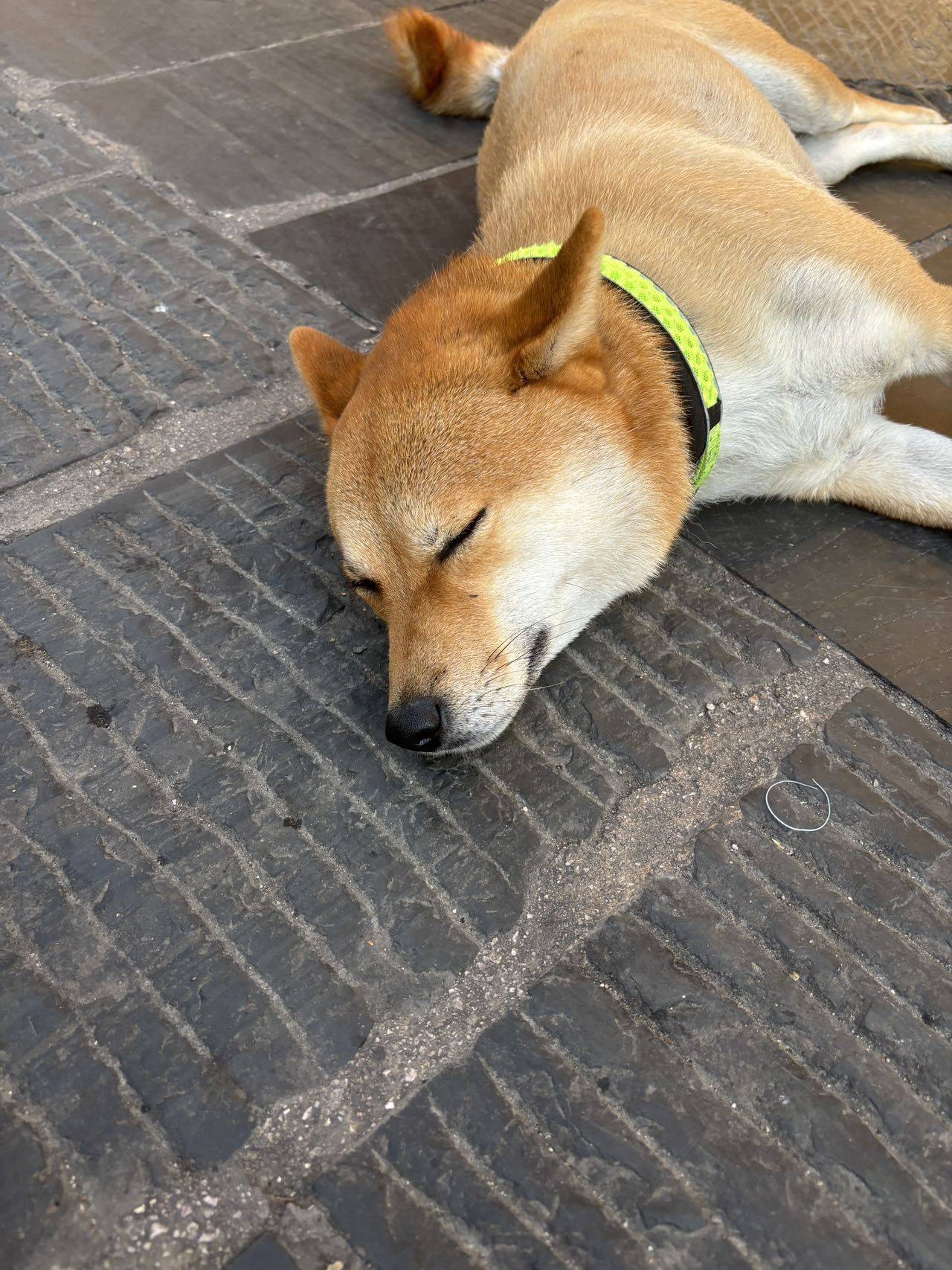 许愿年年