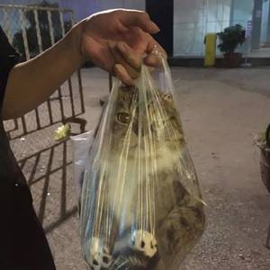 顾惜辞