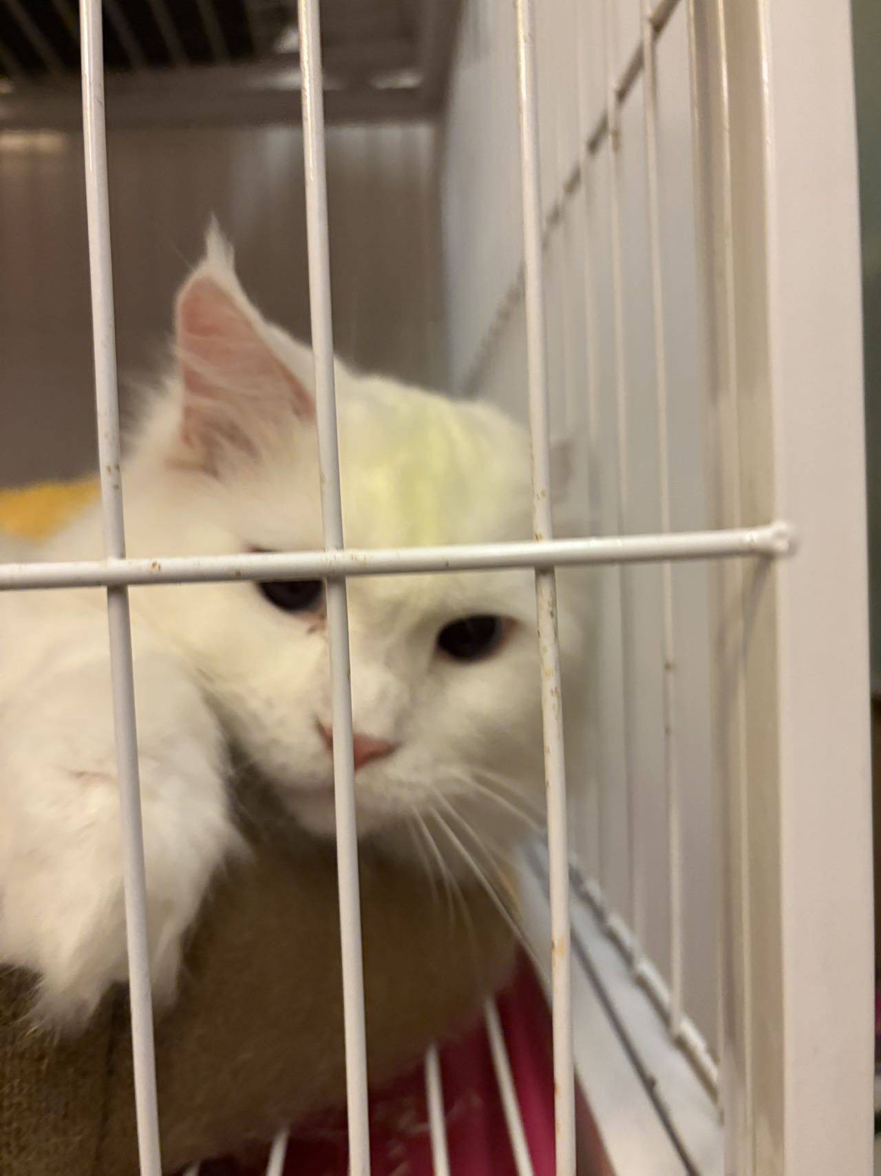 哇哦（暂不接单）