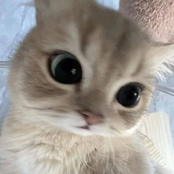 鼠神