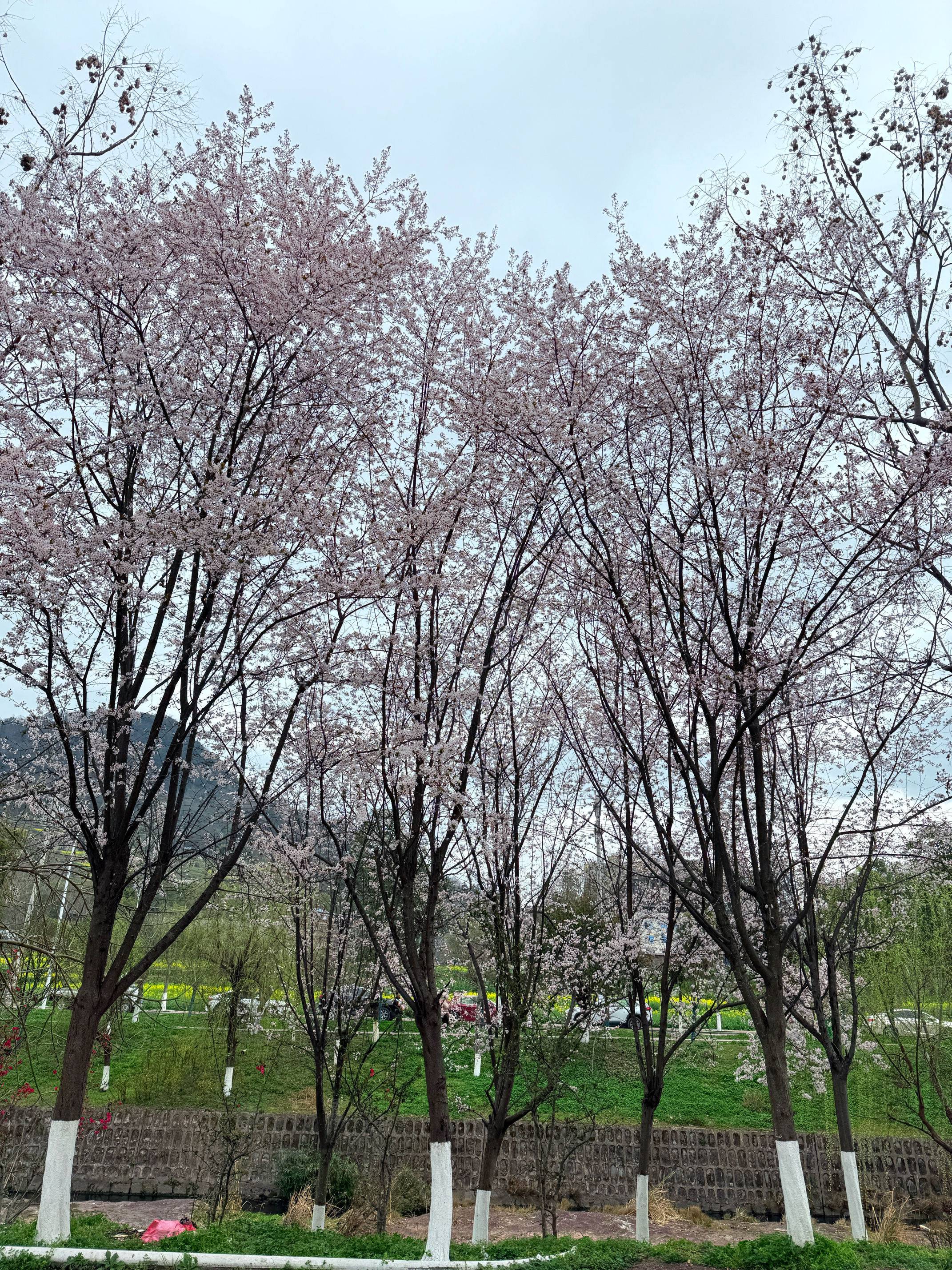 小杜