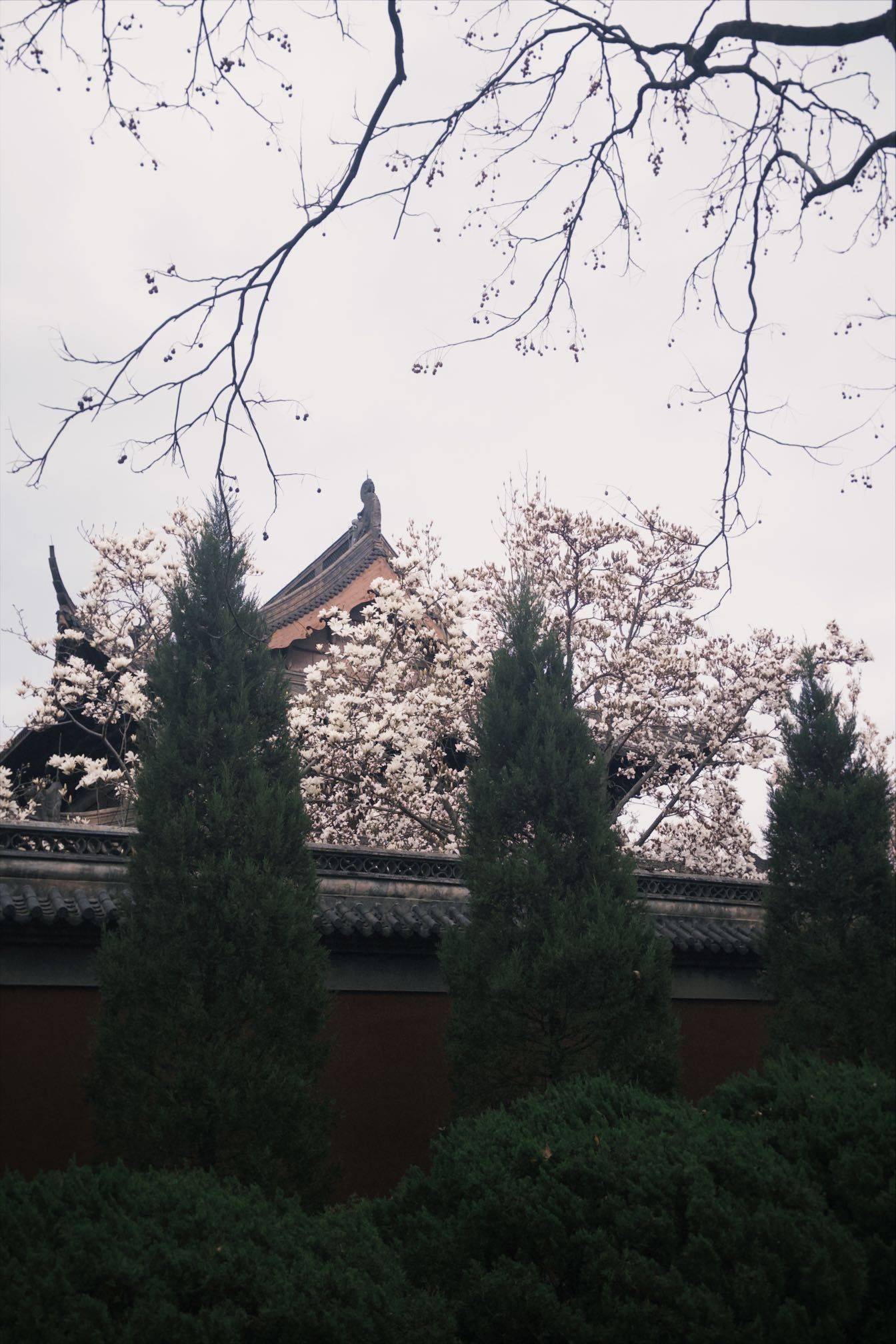 诺